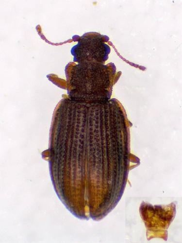 Latridius porcatus